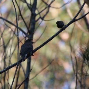 Cacomantis flabelliformis at Moruya, NSW - suppressed