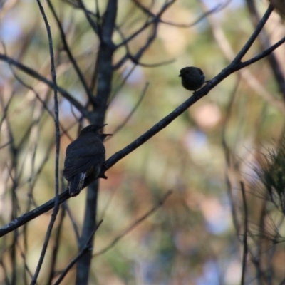 Cacomantis flabelliformis (Fan-tailed Cuckoo) at Moruya, NSW - 3 Oct 2020 by LisaH