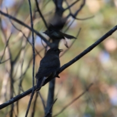 Cacomantis flabelliformis at Moruya, NSW - suppressed