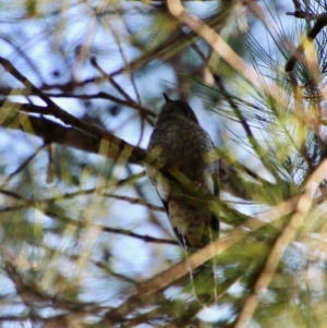 Cacomantis flabelliformis at Moruya, NSW - suppressed