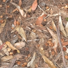 Calyptorhynchus lathami (Glossy Black-Cockatoo) at Meryla State Forest - 2 Oct 2020 by plants