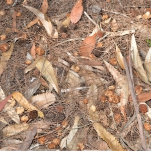 Calyptorhynchus lathami lathami at Fitzroy Falls, NSW - suppressed