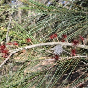 Allocasuarina littoralis at Fitzroy Falls - 2 Oct 2020