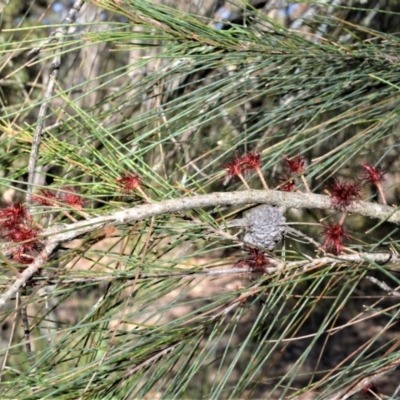 Allocasuarina littoralis (Black She-oak) at Meryla State Forest - 2 Oct 2020 by plants