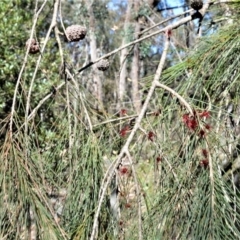 Allocasuarina littoralis at Fitzroy Falls - 2 Oct 2020