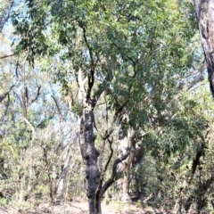 Angophora floribunda at Meryla State Forest - 2 Oct 2020 09:25 PM