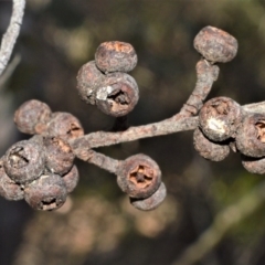 Eucalyptus agglomerata (Blue-leaved Stringybark) at Fitzroy Falls, NSW - 2 Oct 2020 by plants