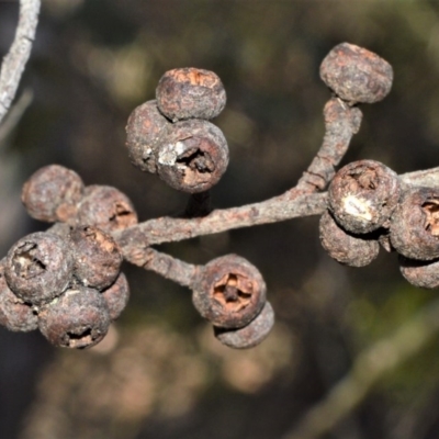 Eucalyptus agglomerata (Blue-leaved Stringybark) at Meryla State Forest - 2 Oct 2020 by plants