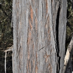 Eucalyptus agglomerata at Fitzroy Falls, NSW - 2 Oct 2020