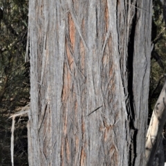 Eucalyptus agglomerata at Fitzroy Falls, NSW - 2 Oct 2020 09:31 PM