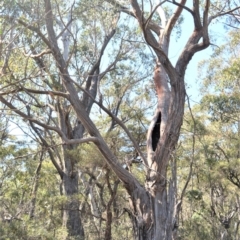 Eucalyptus agglomerata at Fitzroy Falls, NSW - 2 Oct 2020 09:31 PM