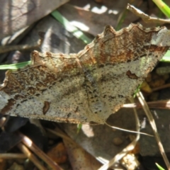 Dissomorphia australiaria (Dashed Geometrid, Ennominae) at Cotter River, ACT - 2 Oct 2020 by Christine