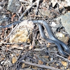 Pseudechis porphyriacus (TBC) at Wingecarribee Local Government Area - 2 Oct 2020 by plants