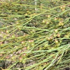 Leptomeria acida (Native Currant, Sour Currant Bush) at Fitzroy Falls - 2 Oct 2020 by plants