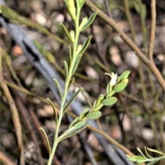 Olax stricta (Olax) at Wingecarribee Local Government Area - 2 Oct 2020 by plants