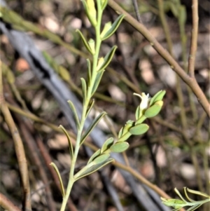 Olax stricta at Meryla State Forest - 2 Oct 2020