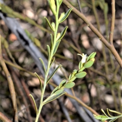 Olax stricta (Olax) at Fitzroy Falls - 2 Oct 2020 by plants