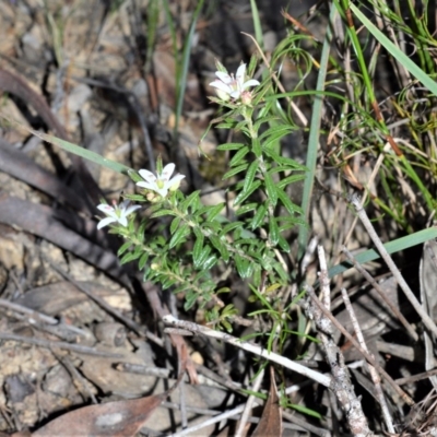 Rhytidosporum procumbens (White Marianth) at Meryla State Forest - 2 Oct 2020 by plants