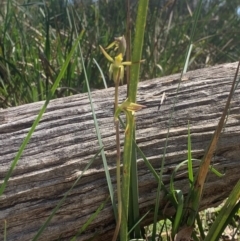 Lyperanthus suaveolens (Brown Beaks) at Black Mountain - 1 Oct 2020 by Greggles