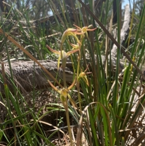 Lyperanthus suaveolens at Downer, ACT - 1 Oct 2020