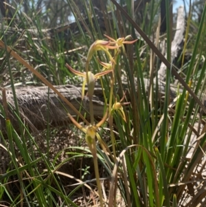 Lyperanthus suaveolens at Downer, ACT - suppressed