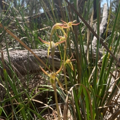 Lyperanthus suaveolens (Brown Beaks) at Downer, ACT - 1 Oct 2020 by Greggles