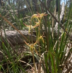 Lyperanthus suaveolens (Brown Beaks) at Black Mountain - 1 Oct 2020 by Greggles