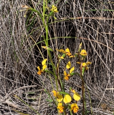 Diuris nigromontana (Black Mountain Leopard Orchid) at Black Mountain - 23 Sep 2020 by Greggles