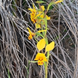 Diuris nigromontana at Acton, ACT - suppressed