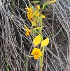 Diuris nigromontana at Acton, ACT - 23 Sep 2020