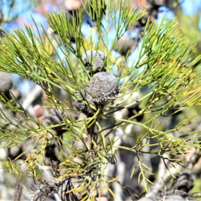 Isopogon anethifolius at Meryla State Forest - 2 Oct 2020 by plants