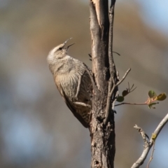 Climacteris picumnus (Brown Treecreeper) at Bellmount Forest, NSW - 2 Oct 2020 by rawshorty