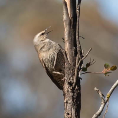 Climacteris picumnus (Brown Treecreeper) at Bellmount Forest, NSW - 2 Oct 2020 by rawshorty