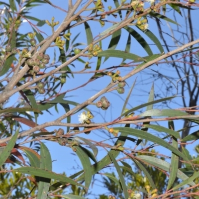 Eucalyptus stricta (Blue Mountains Mallee Ash) at Wingecarribee Local Government Area - 2 Oct 2020 by plants