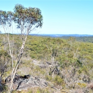 Eucalyptus stricta at Fitzroy Falls - 2 Oct 2020