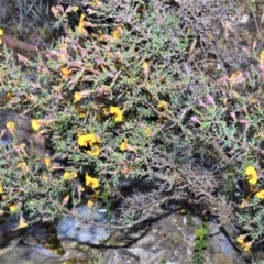 Dillwynia ramosissima (Bushy Parrot-pea) at Meryla State Forest - 2 Oct 2020 by plants