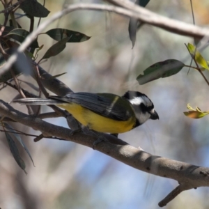 Falcunculus frontatus at Bellmount Forest, NSW - 3 Oct 2020