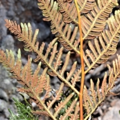 Pteridium esculentum (Bracken) at Fitzroy Falls - 2 Oct 2020 by plants