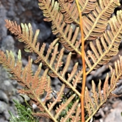 Pteridium esculentum (Bracken) at Wingecarribee Local Government Area - 2 Oct 2020 by plants