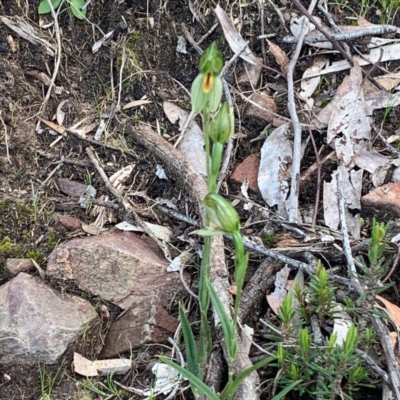 Bunochilus umbrinus (Broad-sepaled Leafy Greenhood) at Acton, ACT - 23 Sep 2020 by Greggles