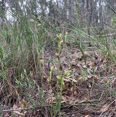 Bunochilus umbrinus (ACT) = Pterostylis umbrina (NSW) at suppressed - suppressed