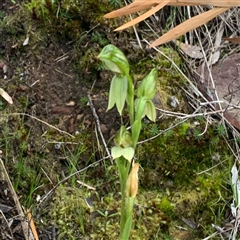 Bunochilus umbrinus (ACT) = Pterostylis umbrina (NSW) at suppressed - 23 Sep 2020