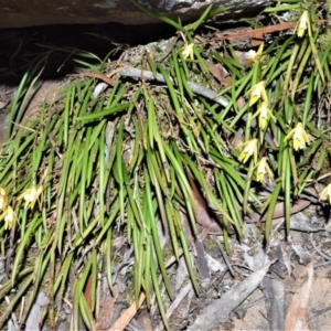 Dockrillia striolata at Fitzroy Falls - 2 Oct 2020