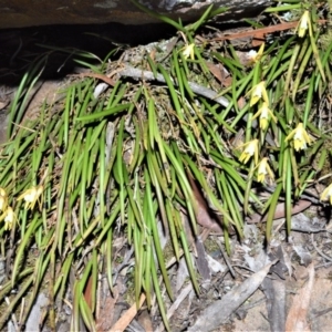 Dockrillia striolata at Fitzroy Falls - suppressed