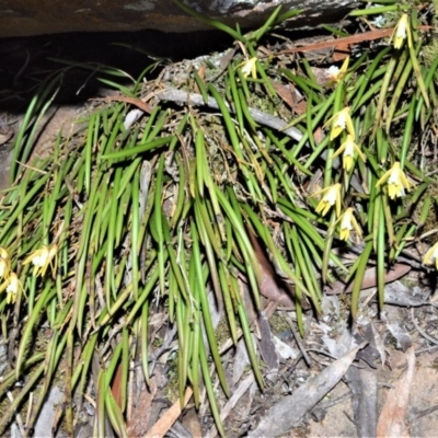 Dockrillia striolata (Streaked Rock Orchid) at Fitzroy Falls - 2 Oct 2020 by plants