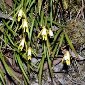 Dockrillia striolata at Fitzroy Falls - suppressed
