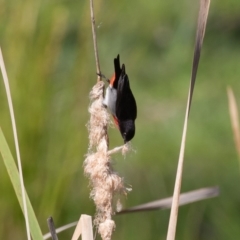 Dicaeum hirundinaceum (Mistletoebird) at Bellmount Forest, NSW - 3 Oct 2020 by rawshorty