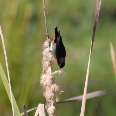 Dicaeum hirundinaceum (Mistletoebird) at Bellmount Forest, NSW - 3 Oct 2020 by rawshorty