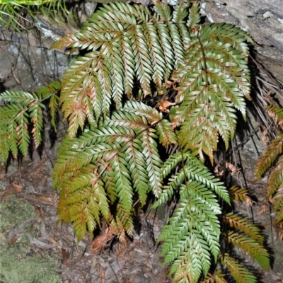 Todea barbara (King Fern) at Fitzroy Falls - 2 Oct 2020 by plants