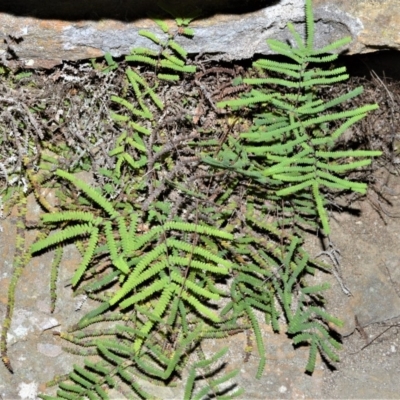 Gleichenia rupestris (Scrambling Coral Fern) at Fitzroy Falls - 2 Oct 2020 by plants